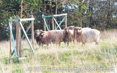 Skudden stellen sich nun unter