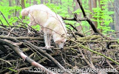 Im Wisentgehege dreht sich alles um den Wolf