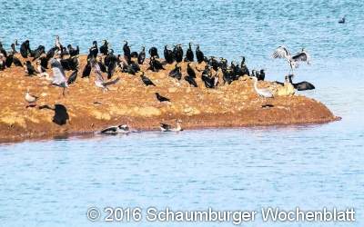 Neue Biotope mit Bagger und Raupe