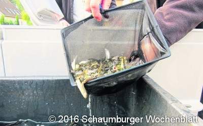 Angler setzen junge Lachse in der Leine aus