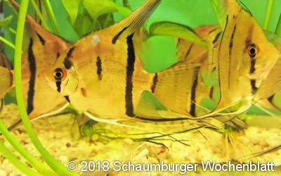 Blupp, Blupp und Blupp