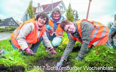 Zwiebeln für mehr Blüte im Frühjahr