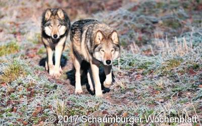 Wolfsbeobachtungen im Bückeberg