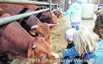 Keine Scheu vor den großen Vierbeinern