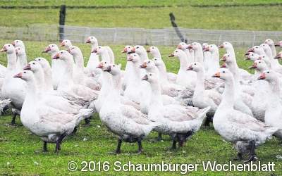 Wer Wildgänse toleriert, bekommt Ausgleichszahlung