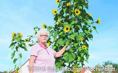 Riesen-Sonnenblume hat sich selbst ausgesät