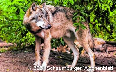 Jetzt steht es fest:
Der Wolf ist da!