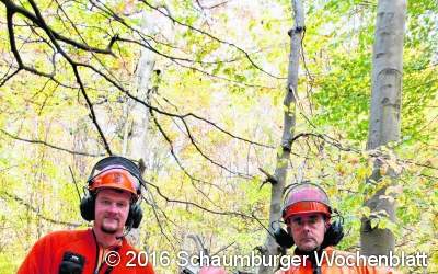 Die Laubholzernte im Landeswald beginnt