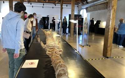 Den Körper im Detail betrachten