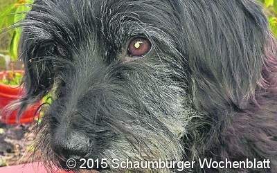 Neue Familie gesucht