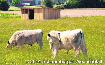 Weidetiere halten Einzug in Auenlandschaft
