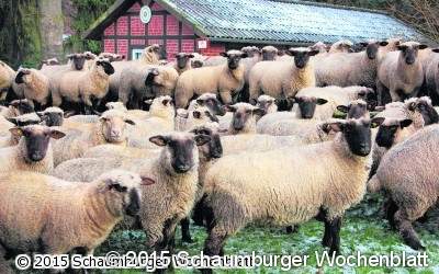 Tierische Neujahrsgrüße vom Land