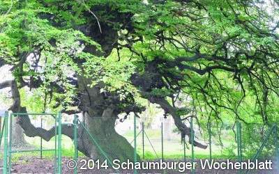 Ein Zaun soll Baum und Besucher schützen