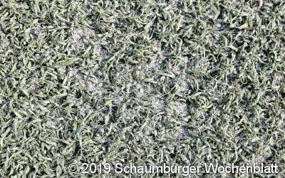 Vergleichsweise wenig Plätze mit Kunstrasen im Landkreis Schaumburg