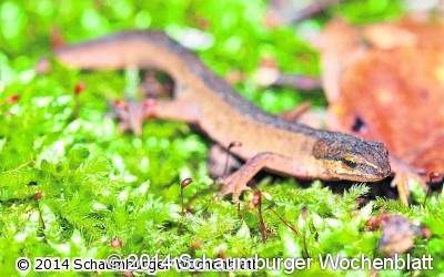 Amphibien sicher geleitet