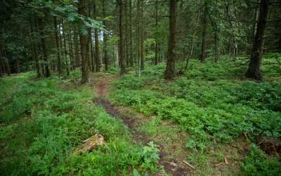 Nutzung illegaler Mountainbike-Trails steigt rasant