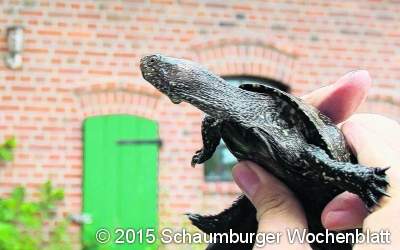 Tiermärchen am Lagerfeuer