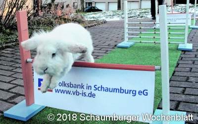 Ein echt guter Kanin-Hopper