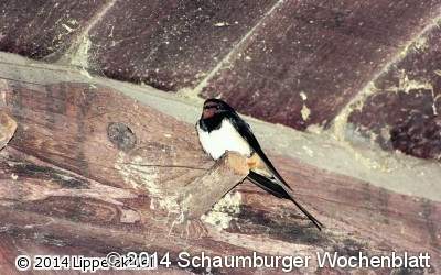 Ein Herz für Schwalben