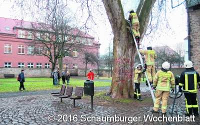 Unbekannte setzen die Platane in Brand
