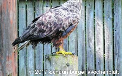 Seeadler kollidiert vermutlich mit Fahrzeug