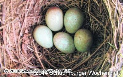 Mit dem Heckenschnitt noch warten