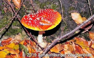 Kinder für die spannende Pilz-Welt begeistern lernen