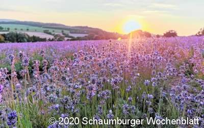 Die Lippische Provence blüht wieder