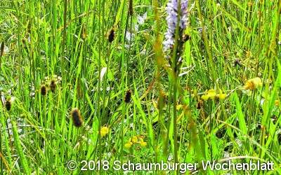 Das Verschwinden seltener Pflanzen auf geschützter Wiese