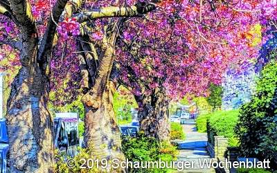 Frühlings-Indikatoren an der Bahnhofsallee