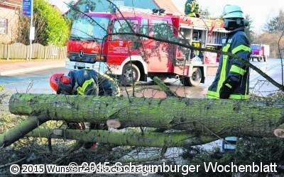 Hoher Baum landet auf der Schierstraße