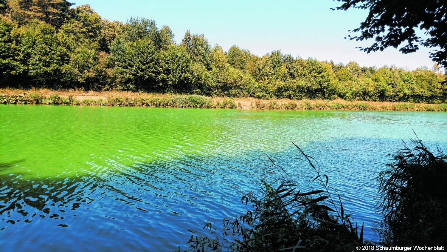 Blaualgen im Mittellandkanal - Gefährliches Wasser für ...