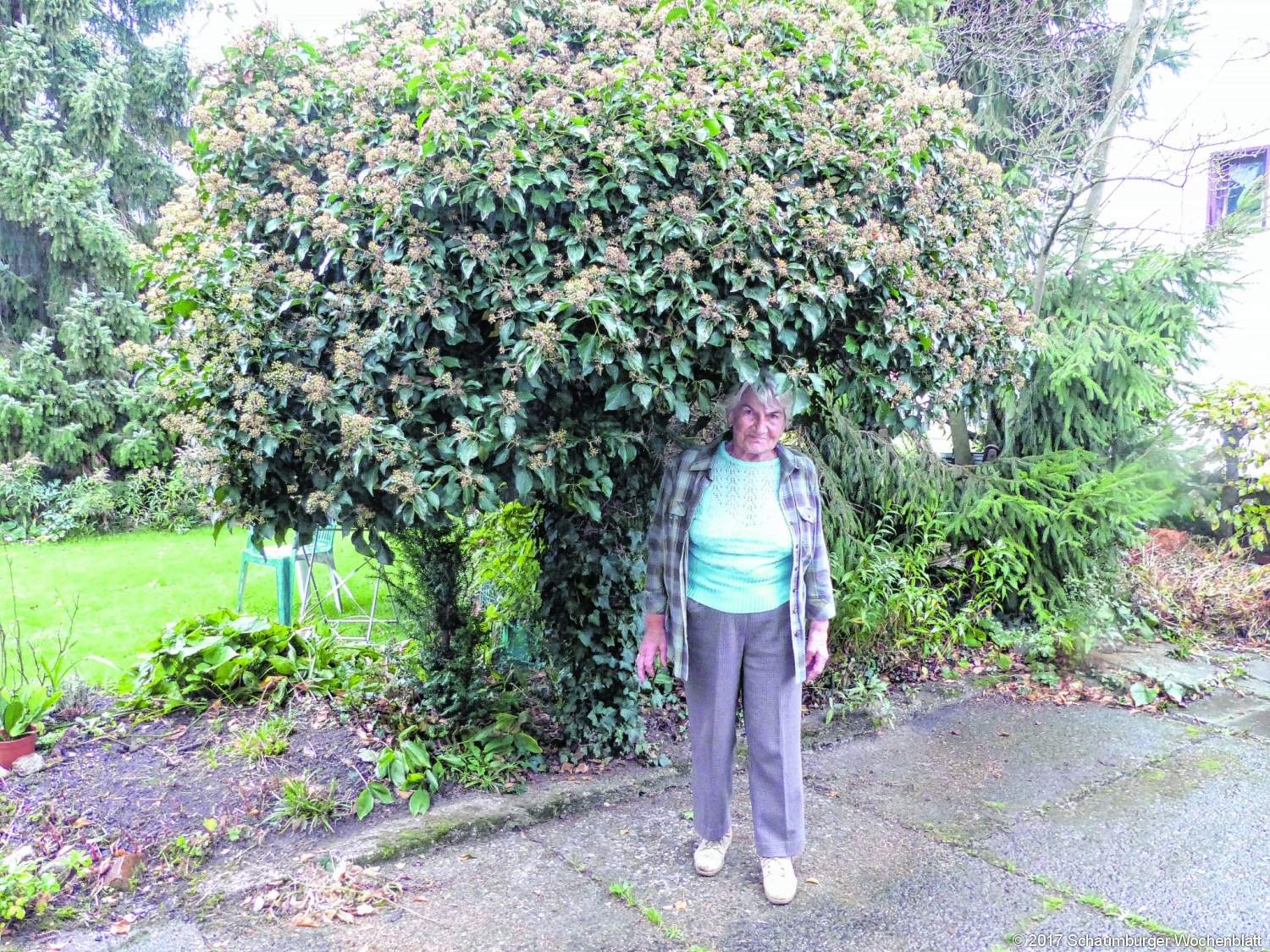 Schaumburger Wochenblatt » Ein Baum gilt als "einmalig auf