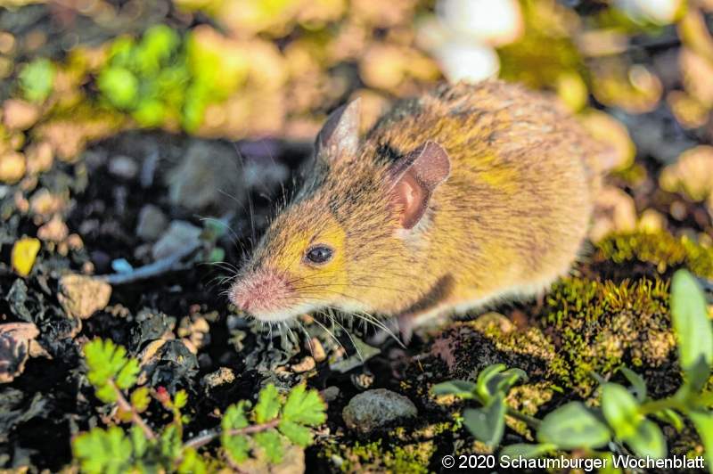 Cute and small field mouse (Apodemus sylvaticus) in the nature of the countryside. Wild brown wood mouse during a sunny day.
