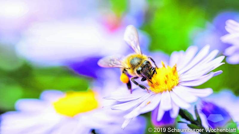 bee gathers the flower. Under rays of sun