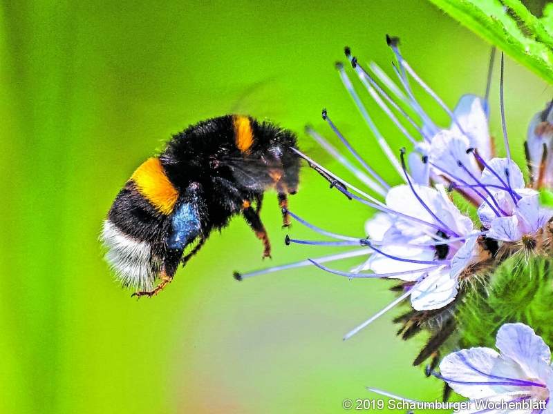 Nach dem Prinzip 'Lasst es blühen!' sollen die Eingriffe entlang der kommunalen Straßen und Wegeflächen so gering wie möglich sein, um Trachtpflanzen für Insekten wie hier die Erdhummel zu erhalten.  BienenfreundlichStadt konkretisiert Projektziele RINTEL